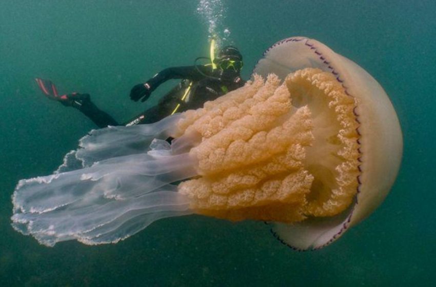  A huge barrel-shaped jellyfish was recently spotted in the waters in Falmouth, Cornwall