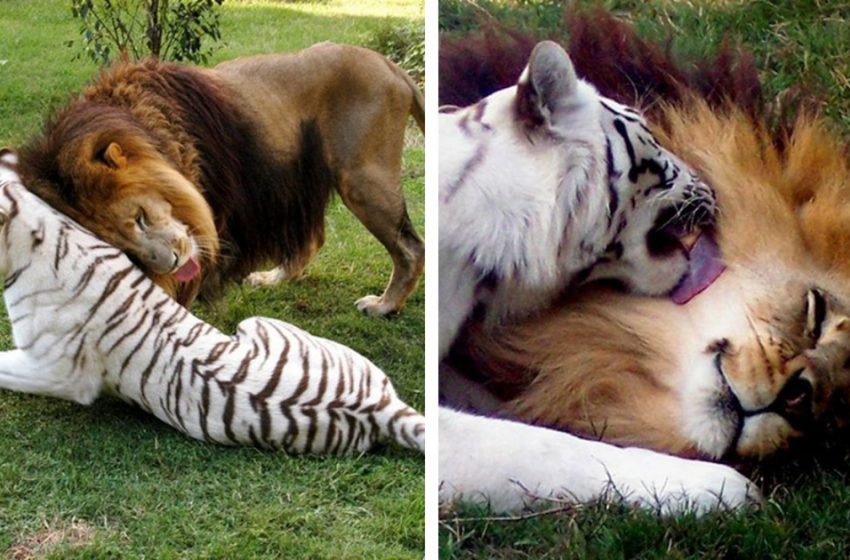  The love story of two wild cats – a lion and a white tigress