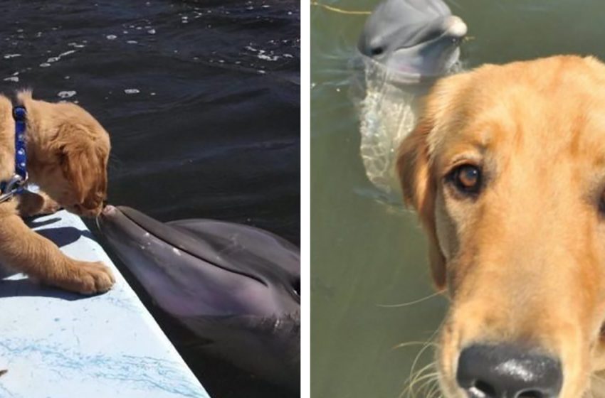  The dog has been friends with the dolphin for almost 8 years. Look at their cute photos…