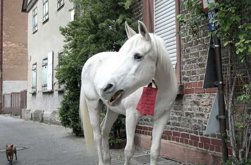  A story of the white Arabian horse wandering along the streets of Frankfurt