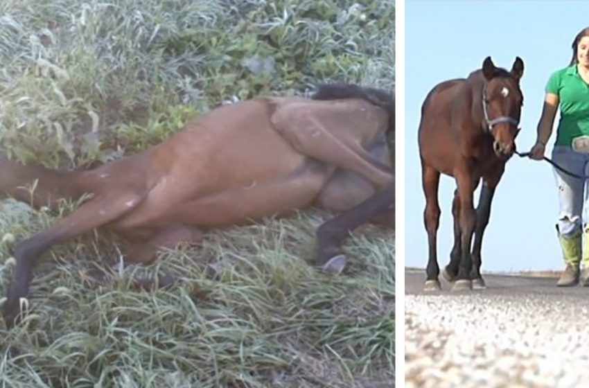  A teenage girl found and saved a starvation horse by leading her 9 miles to their home