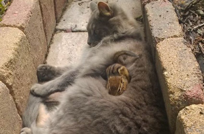  A small chipmunk befriended a big cat with magestic fluffy tail