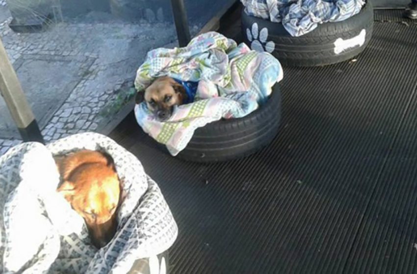  Bus station in Brasil has opened a special room for stray dogs where they can eat, get warm and sleep in these cosy beds