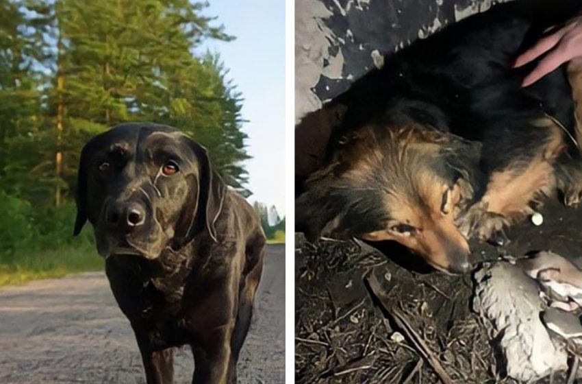  A black labrador ran out onto the highway to call for help to little helpless puppies and their sick mom