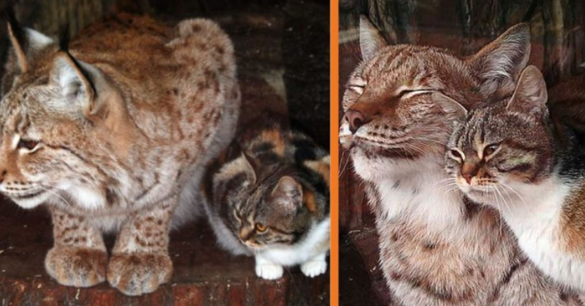  During a search for food, a street cat ended up at the zoo and made friends with a lynx