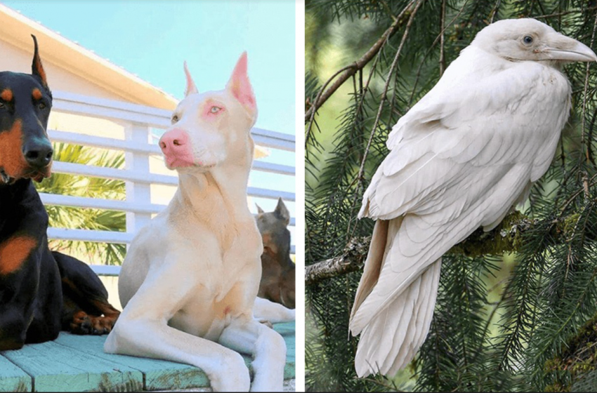  10 albino animals that amaze human mind!