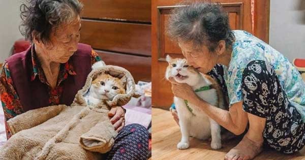  Having a cat as a friend is all that Grandma needs in the last moments of her life