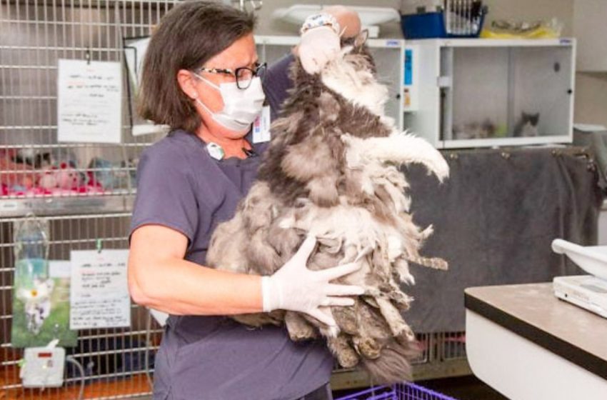  Veterinarians cut a kilogram of wool from this animal. It turned out to be a very cute kitty