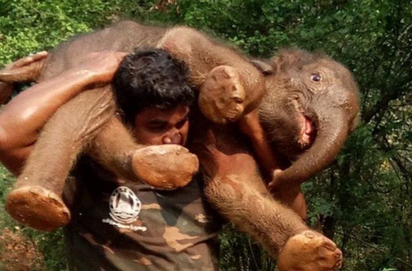  Trying to save the life of a 200-pound baby elephant, a ranger carries it on his shoulders through the forest