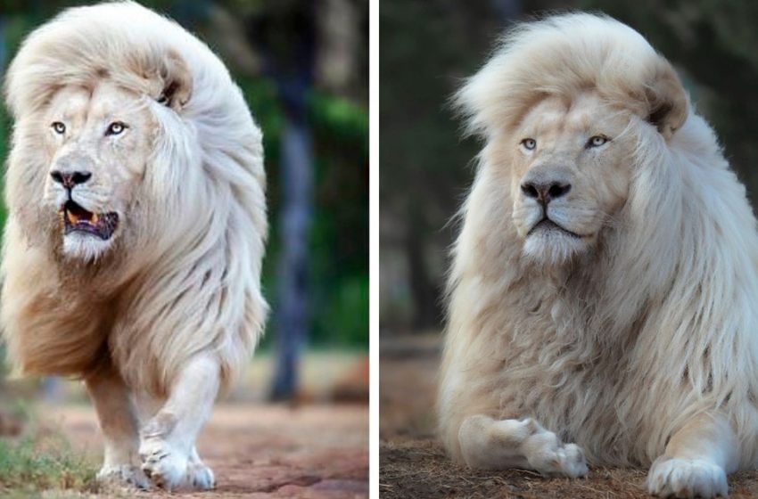  In breathtaking photos, a white lion shows off his majestic mane