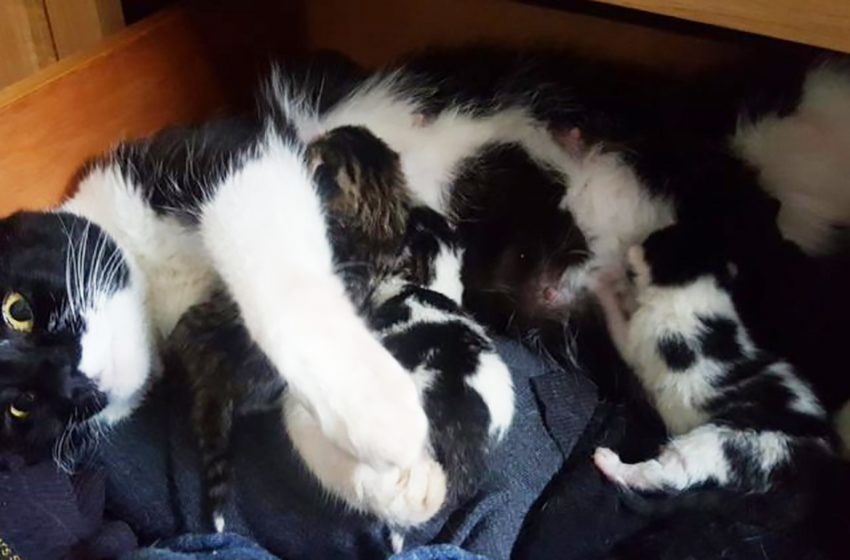  A man was looking for a sweater in his room when he found a cat with newborn kittens. He owns no animals
