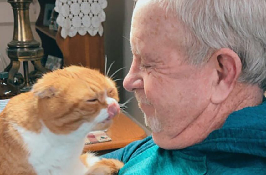  The cat refuses to leave the side of his grandpa who is battling cancer