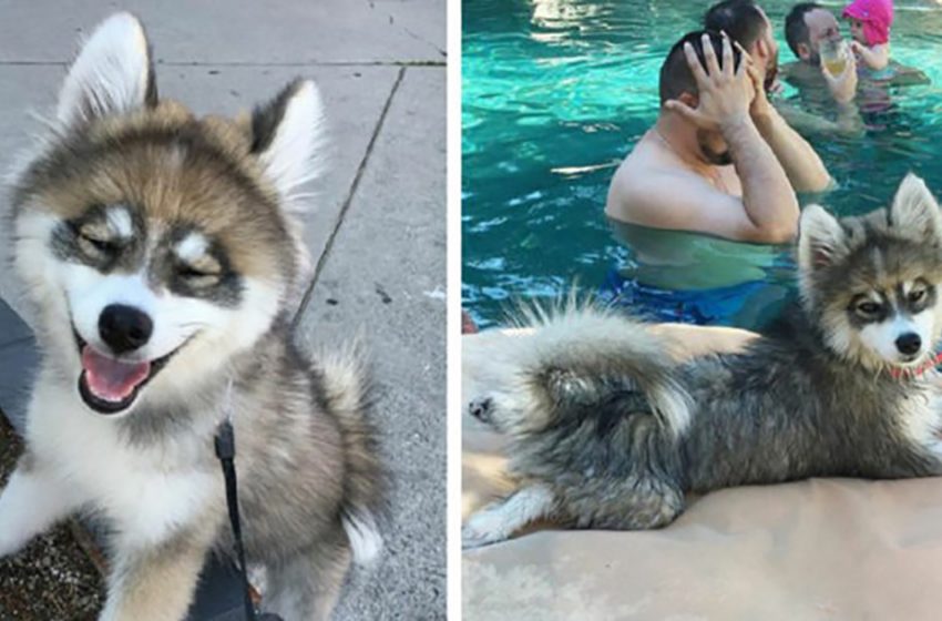  This super adorable and sweet Pomsky pup will definitely steal your heart: he has become a real superstar