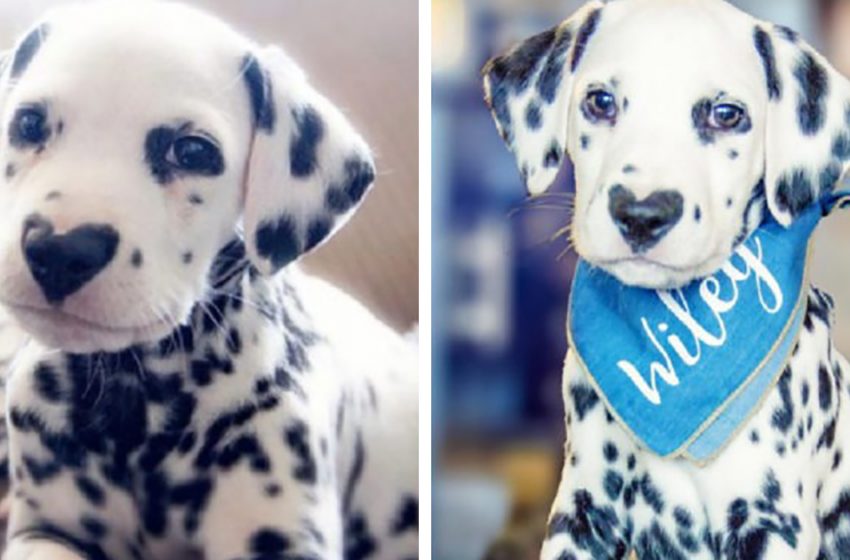  Wiley is a cute Dalmatian puppy with a heart-shaped nose: Look at the handsome boy, he’s a real heartthrob