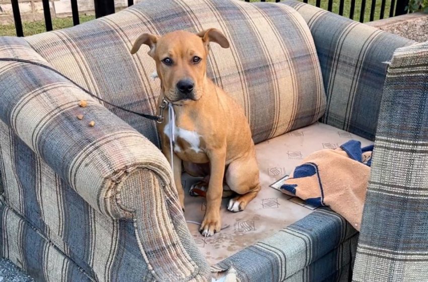  Woman taking out trash noticed the puppy waiting for someone to notice him