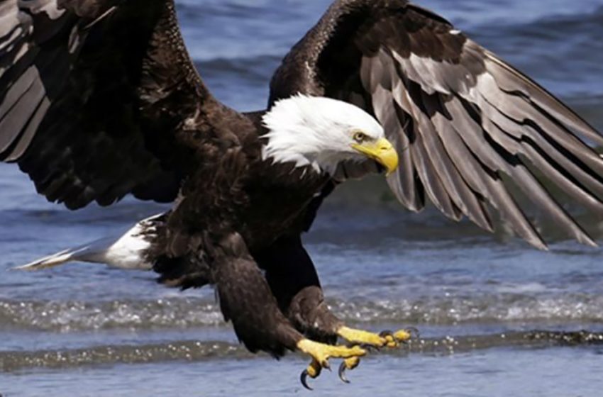  A fisherman managed to film how a huge eagle took the shark he caught. Watch the video