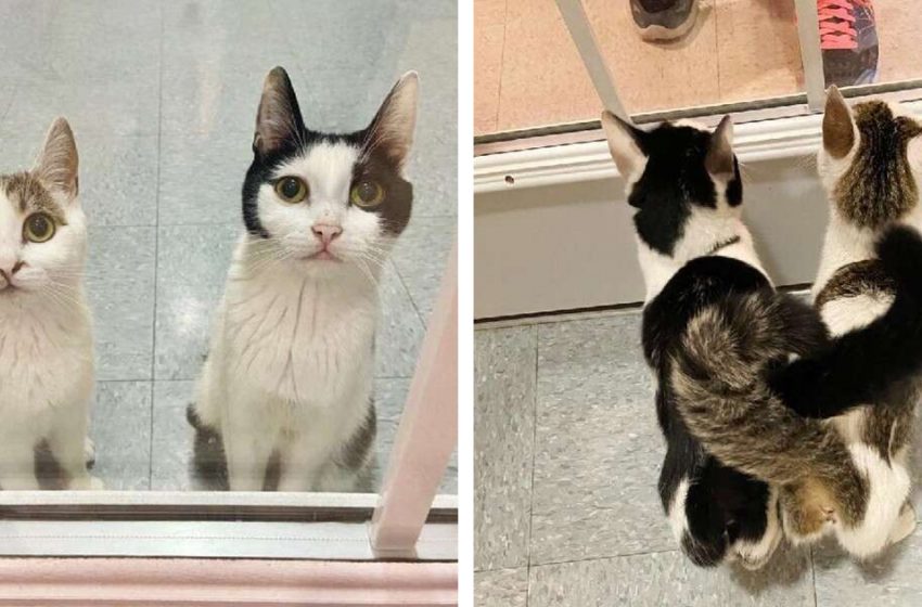  Cats who formed a special bond wait every day at shelter window and hope to be adopted together