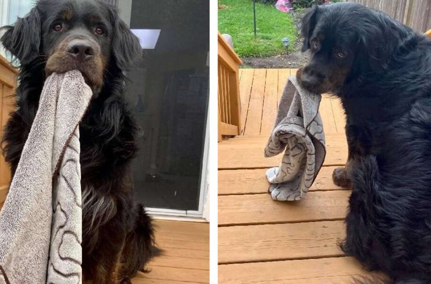  Scaredy dog won’t go anywhere without his beloved dollar store blanket