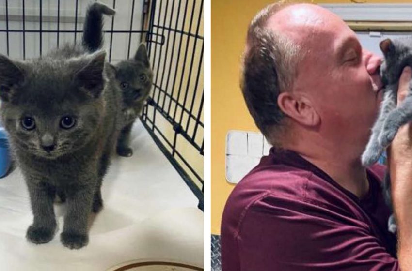  Shelter worker adopted a kitten who wouldn’t meow endlessly at him