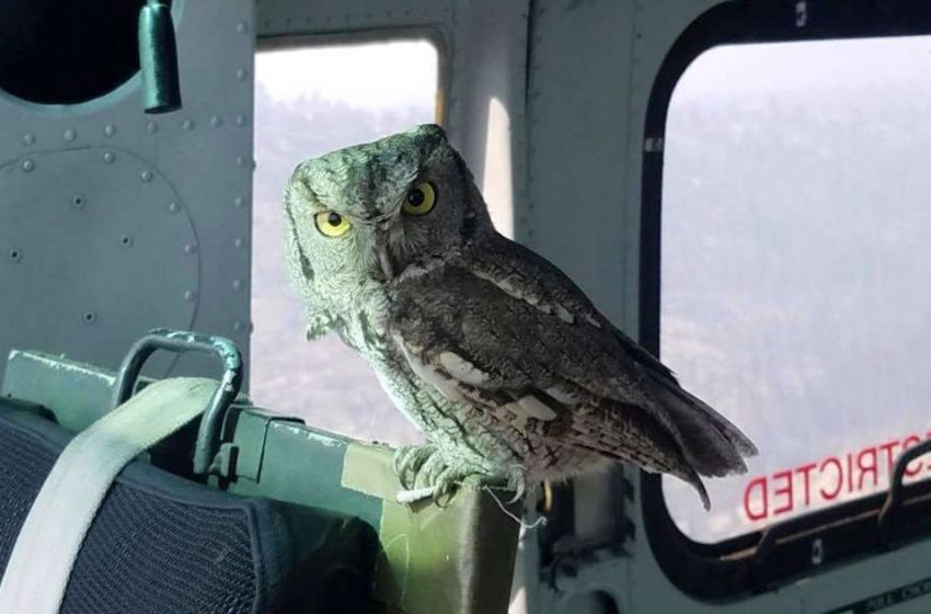  Owl Flew Inside Helicopter To Join Pilot Battling Massive Wildfire