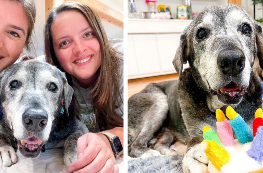  Best friends made sure to make the last days of a 19-year-old shelter dog magical
