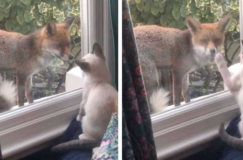  Wild fox becomes friends with little kitten through the window