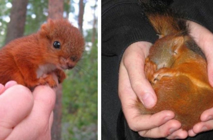  A touching story about a rescued little squirrel and its subsequent friendship with a man