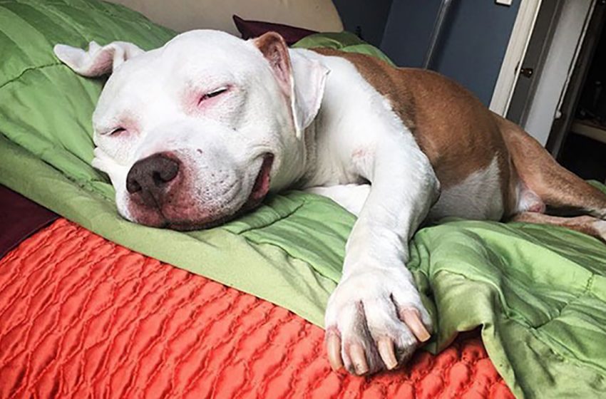  Stray pit bull can’t stop smiling after he got rescued from the street