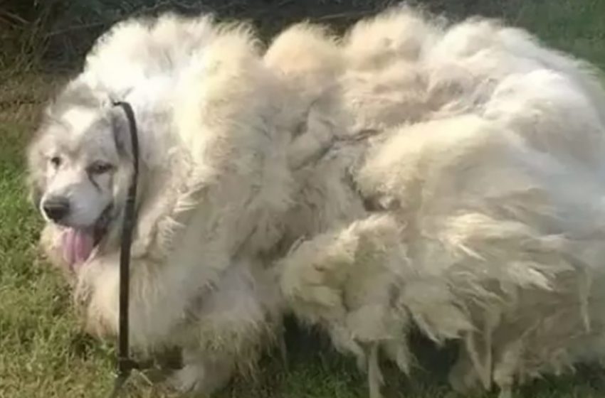  The most amazing transformation happens to an abandoned dog covered in 35 pounds of wool for years