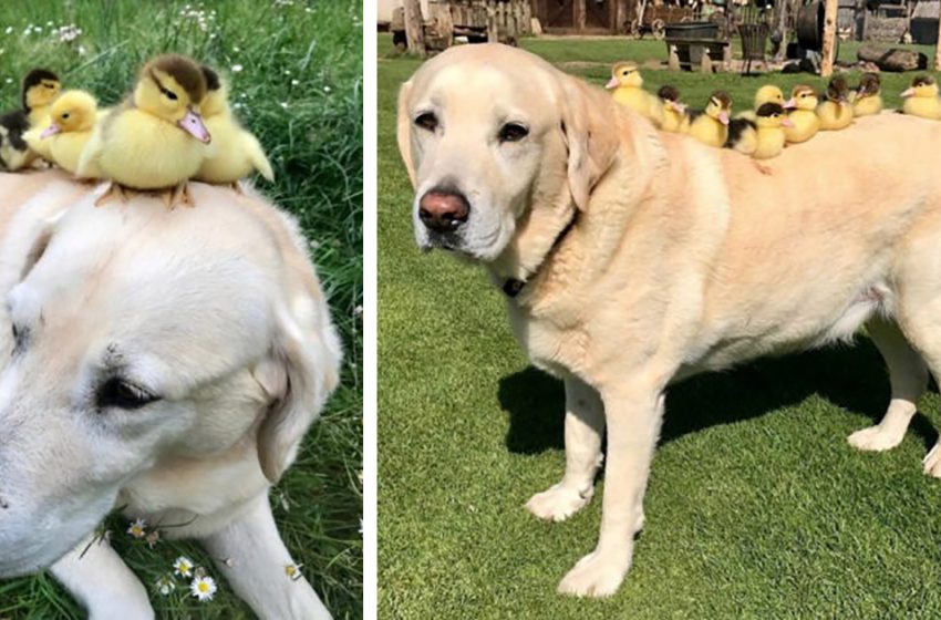  The 10-year-old Labrador adopted nine orphaned ducklings giving them the parental love they need