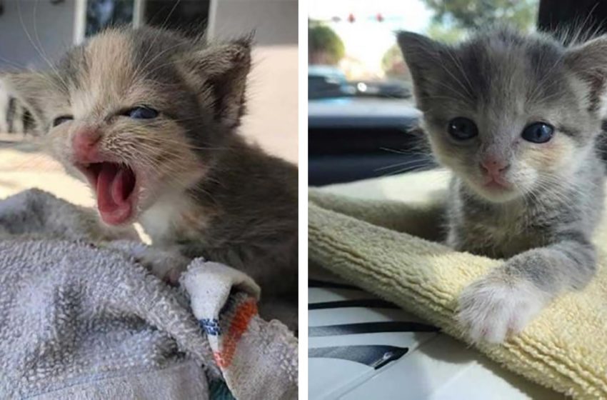  The baby kitten was crying for help about 15 hours until this couple heard her