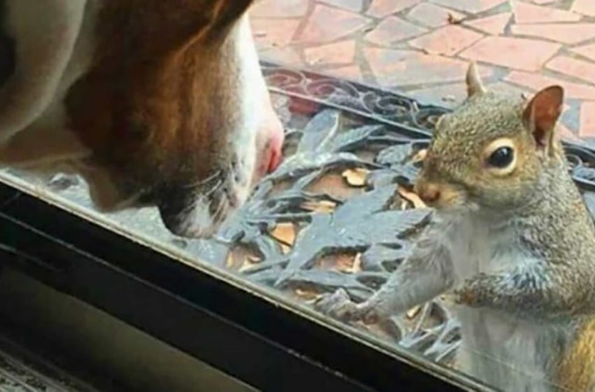  Since being released to the woods more than eight years ago, a rescued squirrel keeps visiting her humans every year