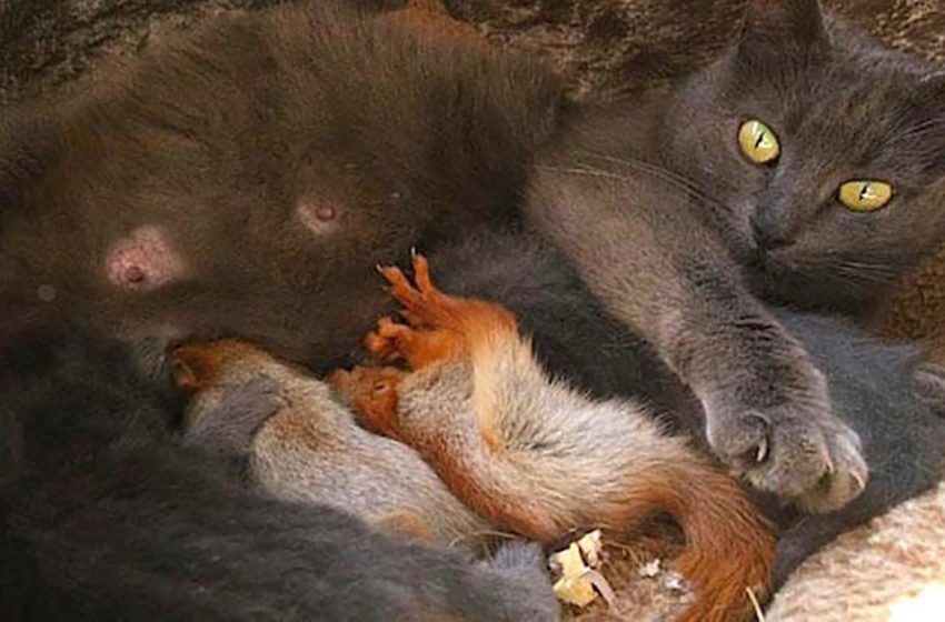  Four orphaned baby squirrels are adopted by Pusha, an adorable cat who raises them as if they are her own