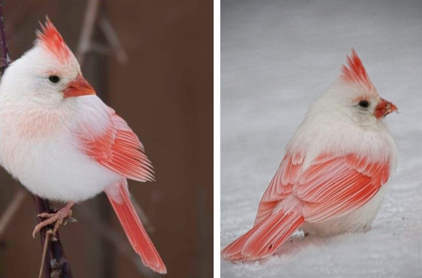  Extremely rare white cardinal spotted in Tennessee