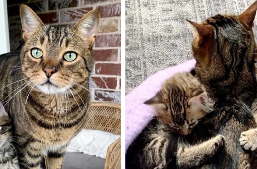  Righby is a senior cat who helps his owner take care of foster kittens and change their lives