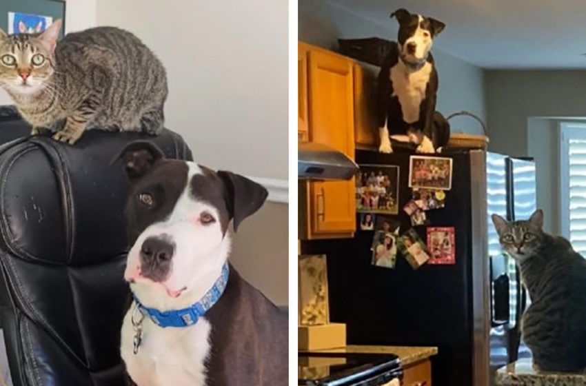  Shelter pit bull thinks he’s a cat, and his new family posts photos of him as such