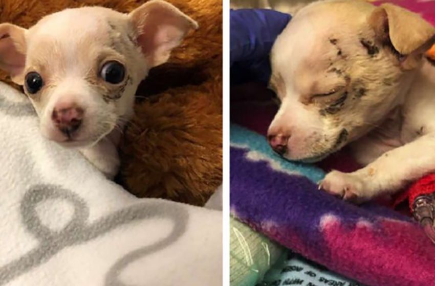  Despite being picked up and dropped mid-air, a Chihuahua puppy survives and lands at the rescuer’s feet