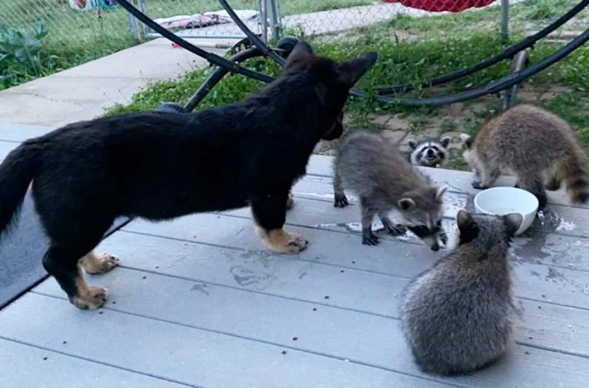  Chief enjoys playing hide-and-seek with his wild raccoon friends in the backyard