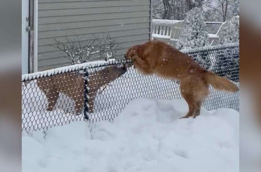  Dog Overcomes Her Greatest Fear and Says Hi to Her Best Friend