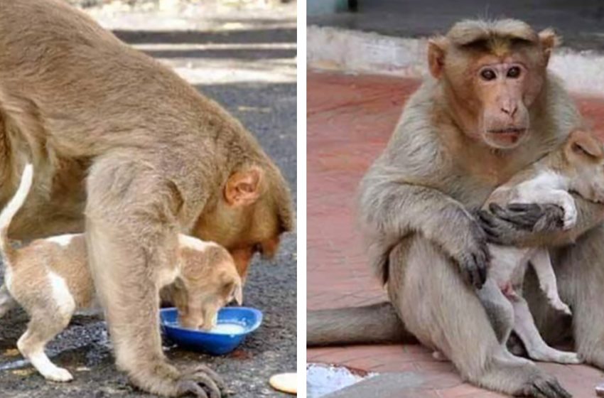  Monkey adopted a stray puppy and took care of him like her own baby