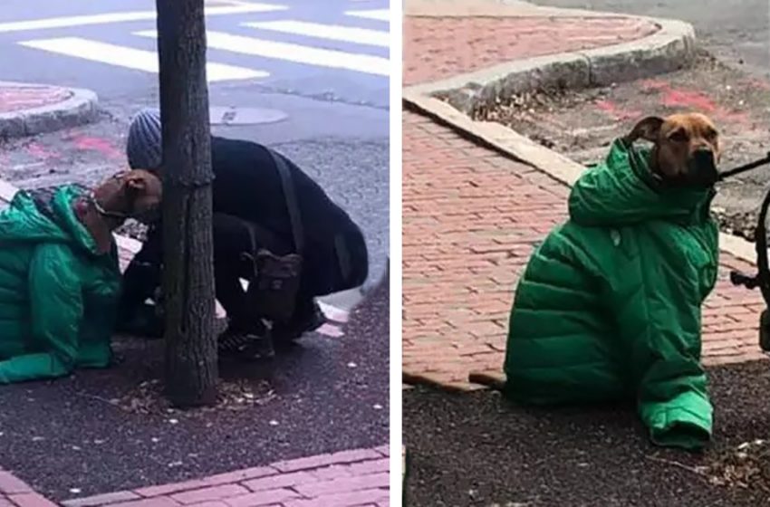  This kind woman gave her jacked to warm up her dog