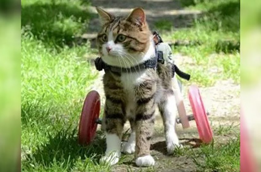  With two wheels, a cat lives his life to the fullest
