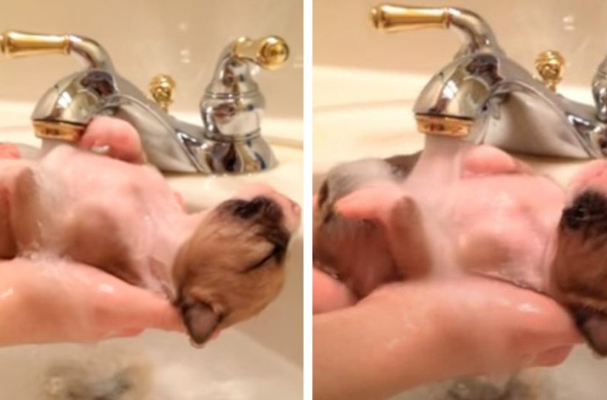  10-day-old puppy rescued from garbage is enjoying a warm bath in the sink to get warm a little