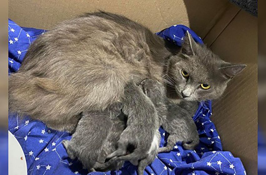  Despite starving, she would never leave the industrial bin, giving everything to care for her kittens