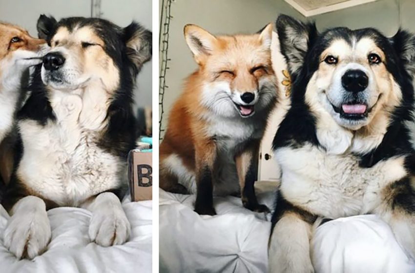  A fox cub and a dog became inseparable friends! Just have a look at their photos…