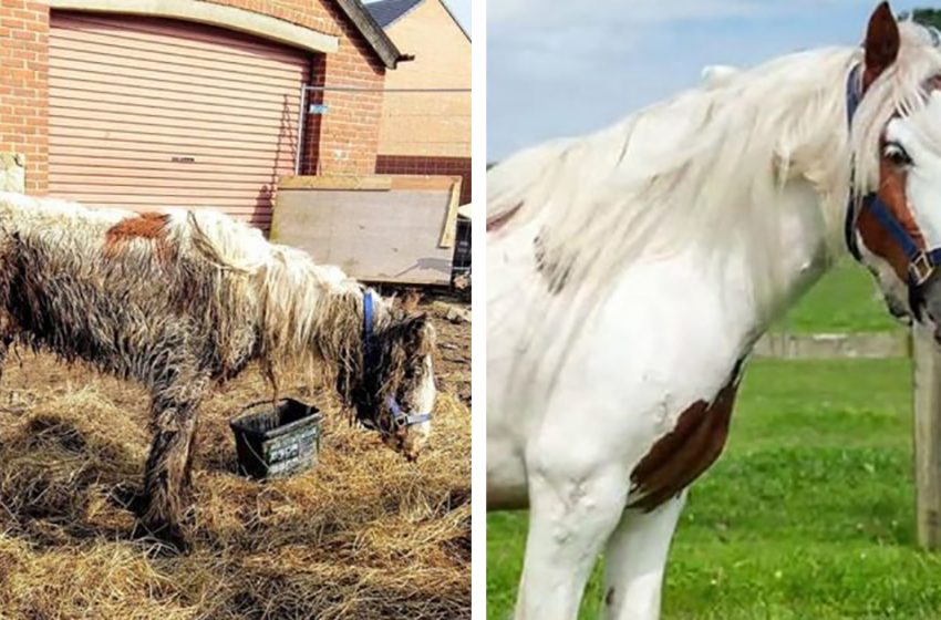  Volunteers found this starving horse and called rescuers. Look how this thin and unfortunate horse looks like now!