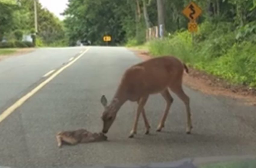  Touching scene – a mother deer rescued her baby stuck in the middle of the road!