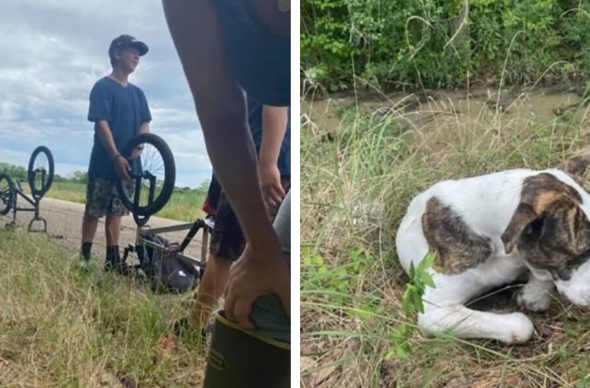  Three boys found a wounded dog on the side of the road and called rescuers! Luckily the animal was saved