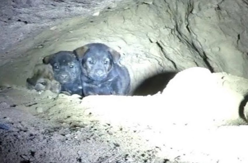  The organization “Help for Paws” rescued nine puppies stuck in a narrow cave hole!