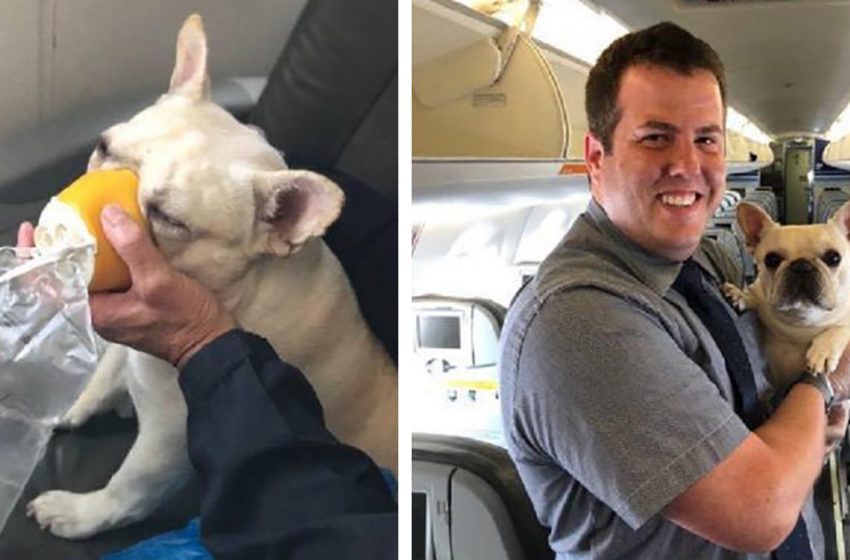  A bulldog that was having difficulty breathing during the flight was put an oxygen mask to normalize breathing